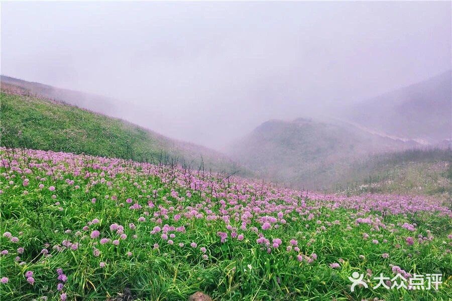 天上花海