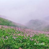天上花海