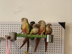 -吉丁鸟咖·异宠·寄养