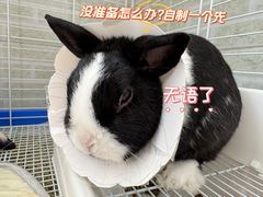 -北京观赏动物医院·24小时大型综合·猫专科·异宠专科