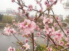-桃花岛公园
