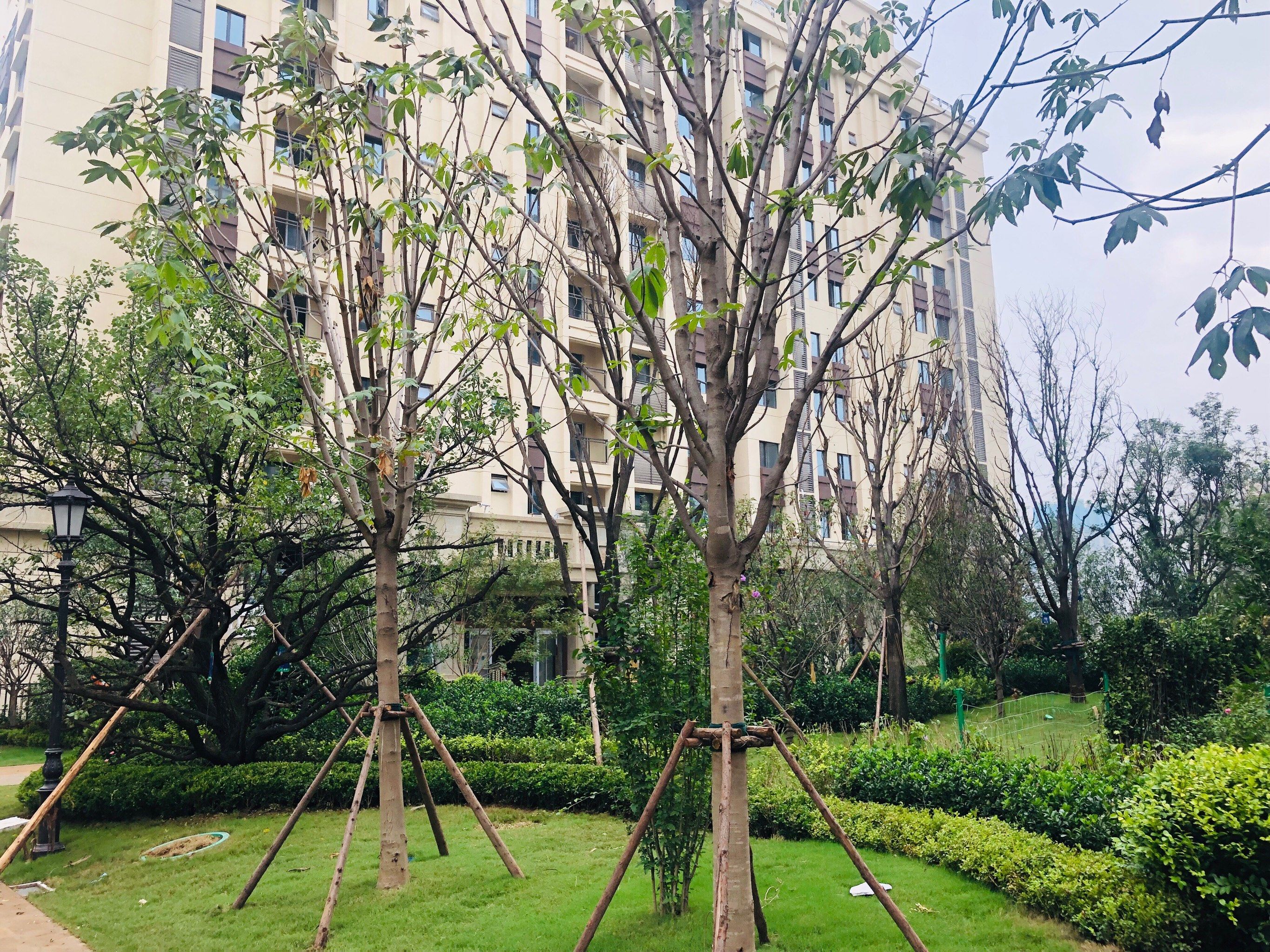 这小区绿化还不错