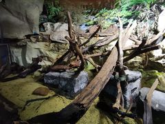 -悉尼海洋生物水族馆