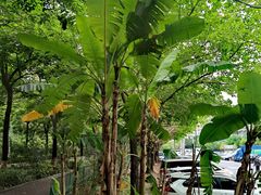-广东花都湖国家湿地公园