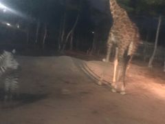 -清迈夜间动物园