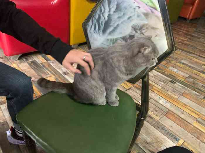 猫岛咖啡-"猫猫非常可爱,吃的也好吃,环境很好,很干."-大众点评移动版