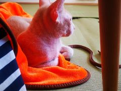 -猫在这儿猫咪咖啡馆·撸猫馆