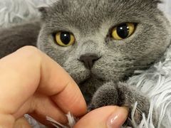 -喵的天空名猫咖啡馆·撸猫·猫舍·用品