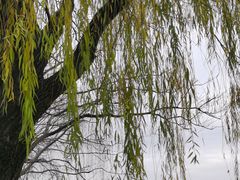 -昆山城市生态森林公园