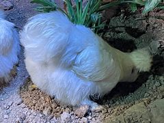 -正佳雨林生态植物园