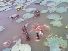 -大湾区中央湿地公园