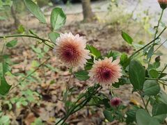 -ChaKo Flora ·茶子花艺 (市北店)