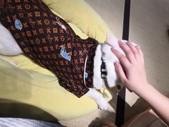 -逗柴咖啡屋·狗咖猫咖宠物桌游