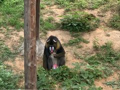 -石家庄市动物园