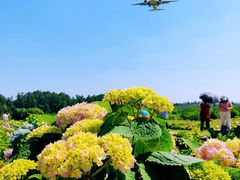 -空港花田景区