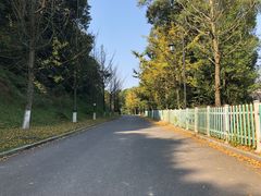 -铁山坪森林公园