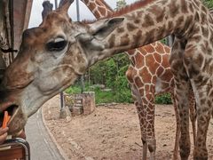 -清迈夜间动物园