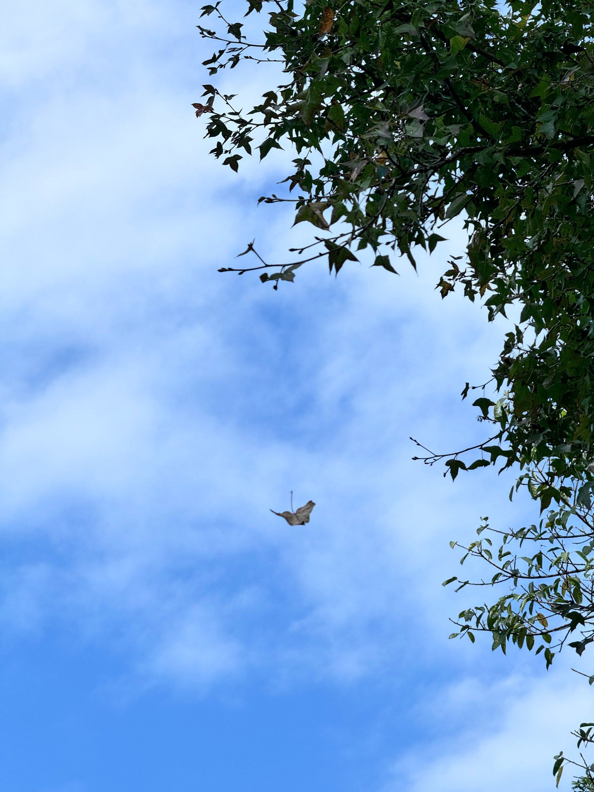 周末不要宅,去深圳公园看南飞的候鸟吧