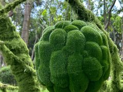 -东南花都花博园