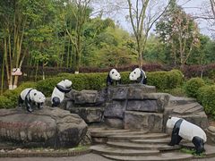 -都江堰中华大熊猫苑