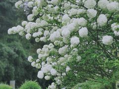 -铁山坪森林公园