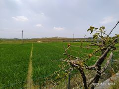 -光明小镇欢乐田园