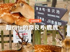 -奈良公园