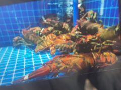 -海立阁海鲜江浙菜(漕河泾印象城店)
