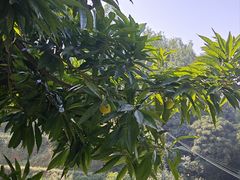 -天强农家菜馆
