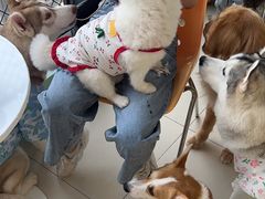 -怪兽屋·羊驼·猫咖·狗咖(俊华广场店)