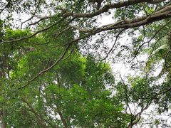 -海南热带野生动植物园