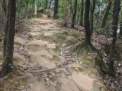 -南山植物园