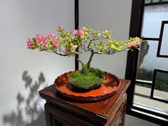 -秋霞圃
