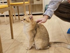 -Let's go狗咖·猫咖·奶狗·桌游(春熙路IFS店)