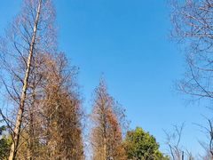 -上海滨江森林公园