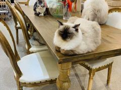 -共舞时光猫咖·狗咖(新街口店)