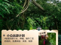 -西双版纳原始森林公园