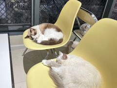 -怪兽屋·羊驼·猫咖·狗咖(俊华广场店)