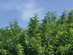 -马三洋芋片(簋街店)