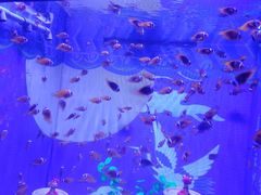 -烟台海昌鲸鲨海洋公园