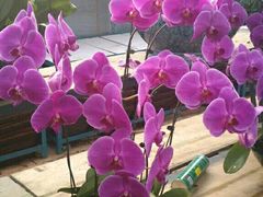 -三圣花乡旅游区