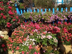 -桂林市花鸟市场