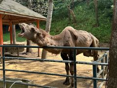 -大连森林动物园