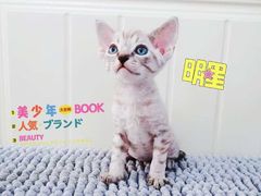 -十年猫舍·猫咪专门店(普陀店)