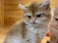 -猫十亿·布偶金渐层·曼基康矮脚猫舍(青年路店)