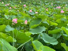-青岛金沙滩