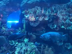 -迪拜水族馆及水下动物园
