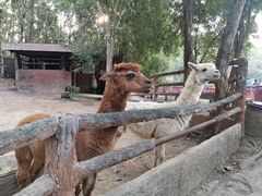 -清迈夜间动物园
