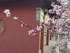 -桃花堤公园