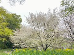 -苏州上方山国家森林公园